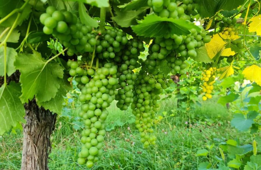 Salò: Winery Tour with Wine and Food Tasting near Lake Garda - Starting Point at Cascina Monte Tivino