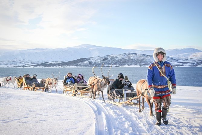 Sami Culture and Short Reindeer Sledding from Tromso - Feeding Reindeer in the Arctic Wilderness
