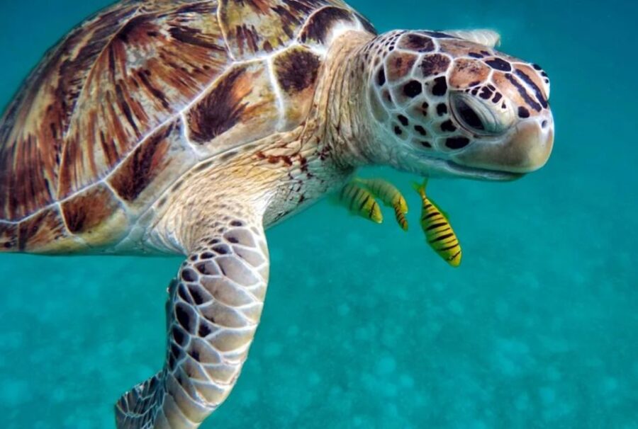 San Domino, Tremiti: try scuba, first diving experience - San Dominos Marine Wonders: What You Will See