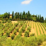 San Gimignano, Siena, Monteriggioni: Fully Escorted Tour, Lunch & Wine Tasting - Wine Tasting Through the Chianti Hills