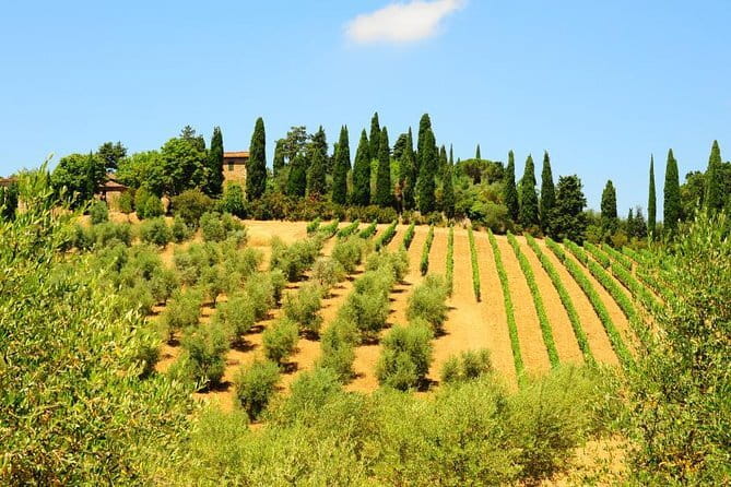 San Gimignano, Siena, Monteriggioni: Fully Escorted Tour, Lunch & Wine Tasting - Wine Tasting Through the Chianti Hills