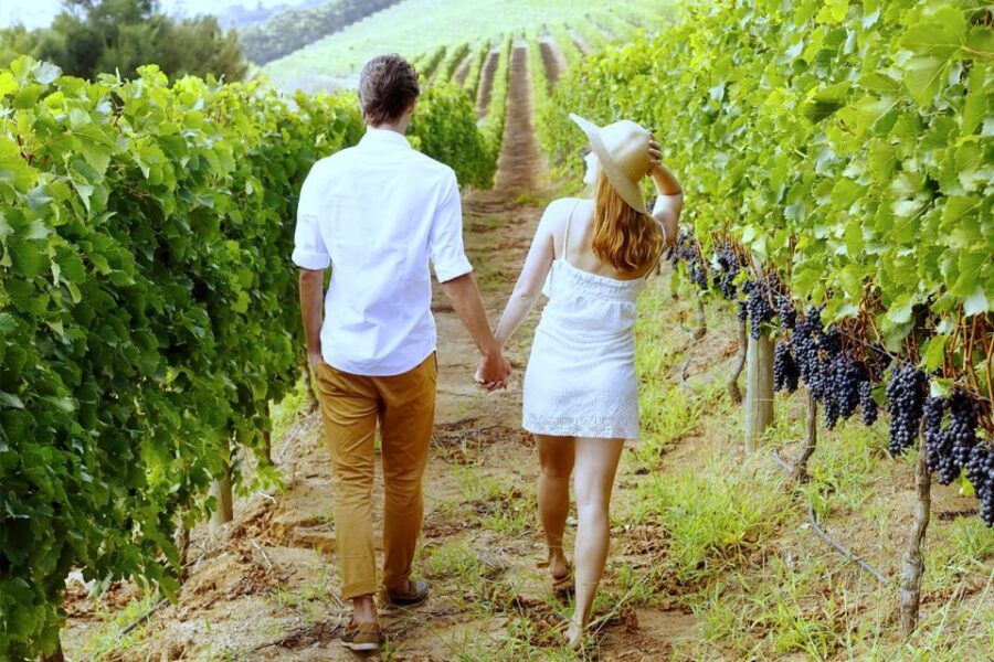 San Gimignano: Vineyard Walk with Wine Tasting in winery - Meet at the Tenuta Torciano Winery