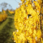 San Gimignano: Wine Tasting Experience at Il Colombaio - Meeting Point and Tour Logistics