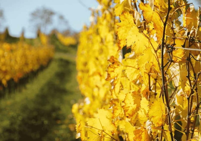 San Gimignano: Wine Tasting Experience at Il Colombaio - Meeting Point and Tour Logistics