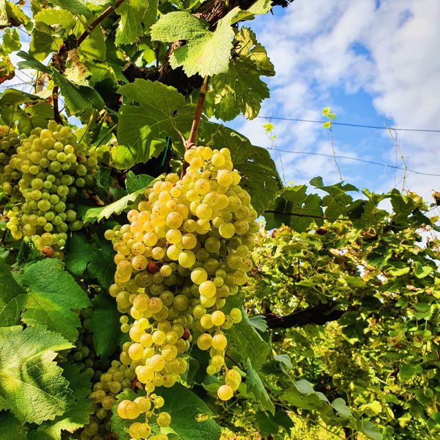 San Pietro di Feletto: Vineyard Tour with Cellar Visit - Exploring the Hilltop UNESCO Landscape with 360-Degree Views