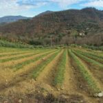 San Polo in Chianti: Discovering Saffron - Walking Through La Collina del Sole: The Saffron Fields