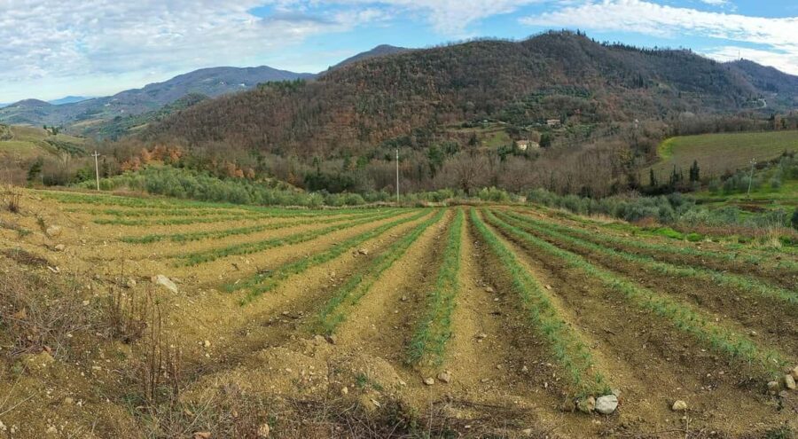 San Polo in Chianti: Discovering Saffron - Walking Through La Collina del Sole: The Saffron Fields