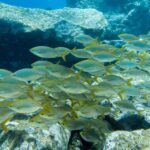 Santa Cruz de Tenerife: PADI Introductory Dive - Starting Point at Scubanana Dive Center in Radazul