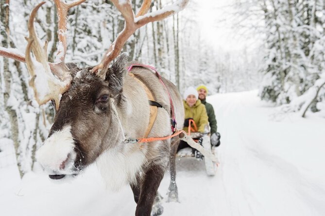 Santa's Reindeer & Husky Safari + Santa's Pets + Aurora Hunt! - Reindeer Ride: Authentic Arctic Tradition