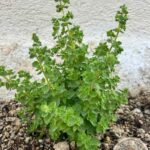 Santorini: Farm and Winery Guided Tour - Tasting Local Wines and Learning the Winemaking Process