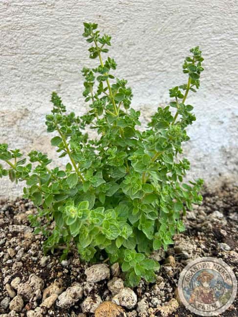 Santorini: Farm and Winery Guided Tour - Tasting Local Wines and Learning the Winemaking Process