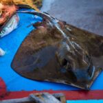 Santorini: Traditional Fishing Trip and Fresh Fish Lunch - From the Dock to the Open Sea with Captain Anthi