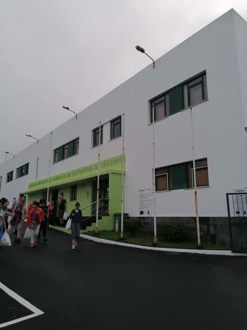 Sao Jorge Cheese Tour - Half day - Visiting a Family Farm with Hand-Milking Demonstrations