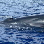 São Miguel, Azores: Whale and Dolphin Watching Tour - Choosing Between a Catamaran and RIB Boat