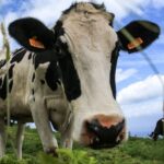 São Miguel Island: Full Day All-in-One Tour - Exploring the Iconic Viewpoints: Vista do Rei and Pico do Ferro