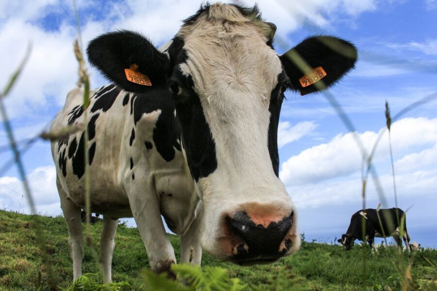 São Miguel Island: Full Day All-in-One Tour - Exploring the Iconic Viewpoints: Vista do Rei and Pico do Ferro