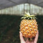 São Miguel: Sete Cidades Volcano & BlueGreen Lakes Tour - Starting at the Ponta Delgada Cruise Terminal for Seamless Access