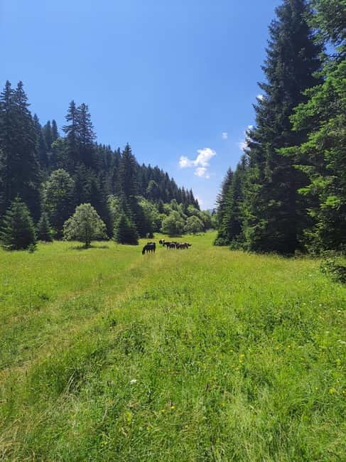 Sarajevo Sport tour: Olympic Mountains and Stadium Tour - Visiting the Olympic Stadium and Learning Sarajevo’s Olympic Past