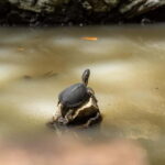 Saranda 1-Day: Butrint, Ksamil, Blue Eye & Lekuresi Castle - Starting Point and Transport Logistics