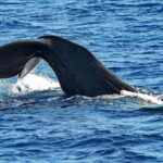 Savona: Pelagos Sanctuary Guided Cetacean Watching Tour - Exploring the Pelagos Sanctuary’s Marine Environment