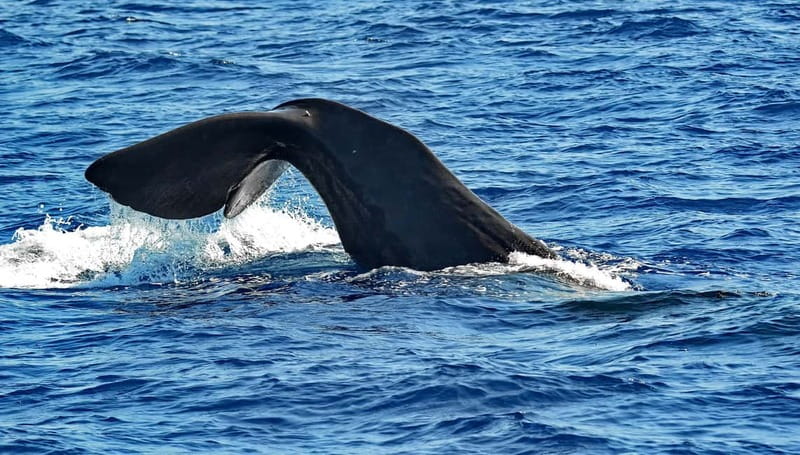 Savona: Pelagos Sanctuary Guided Cetacean Watching Tour - Exploring the Pelagos Sanctuary’s Marine Environment