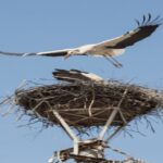 SB02 - Surroundings of Sibiu:Saxon Heritage &Scenic Villages - From Sibiu to the Ancient Fortress of Cisnadioara