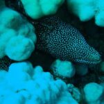 SCUBA DIVE: Kallithea's Underwater Exploration - Learning the Basics of Scuba Diving in a Secure Setting