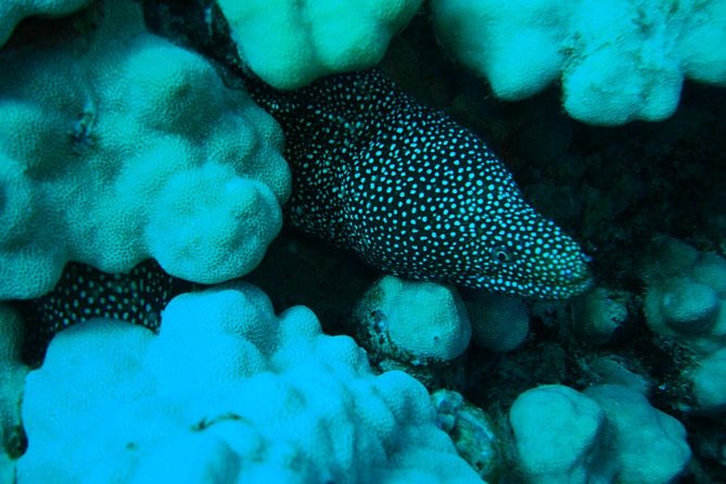 SCUBA DIVE: Kallithea's Underwater Exploration - Learning the Basics of Scuba Diving in a Secure Setting