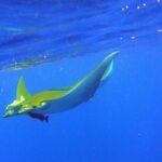 Scuba Diving - The Expertise of AZORES SUB Dive Center Guides