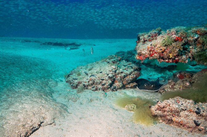 Scuba Diving Experience at Arguineguin and Puerto Rico - The Location: Gran Canaria’s Best Dive Sites Near Arguineguin and Puerto Rico
