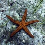 Scuba Diving for Beginners with a PADI Instructor near Heraklion - Introduction to Scuba: Classroom Session and Video