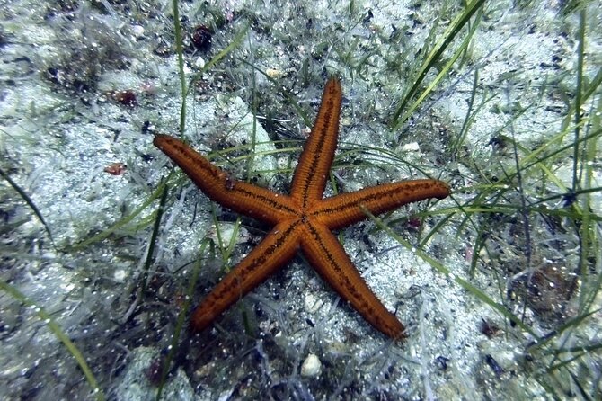Scuba Diving for Beginners with a PADI Instructor near Heraklion - Introduction to Scuba: Classroom Session and Video