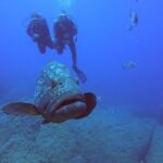 Scuba Diving in La Maddalena & Lavezzi Park for certified divers. - Exploring Sardinia’s Top Diving Spots in the Archipelago