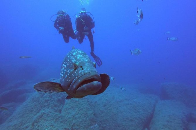 Scuba Diving in La Maddalena & Lavezzi Park for certified divers. - Exploring Sardinia’s Top Diving Spots in the Archipelago