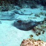 Scuba Diving trips for Certified Divers in Tenerife - Starting Point at Travel Sub Dive Center in Puerto Colón