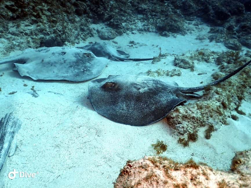 Scuba Diving trips for Certified Divers in Tenerife - Starting Point at Travel Sub Dive Center in Puerto Colón