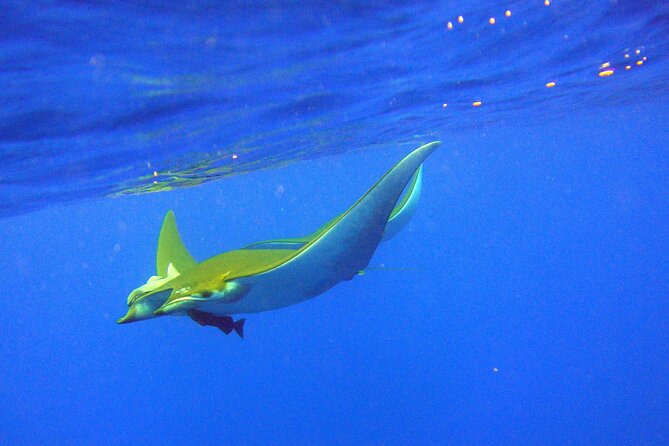 Scuba Diving - The Expertise of AZORES SUB Dive Center Guides