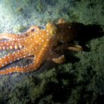 Scuba Night Dive for certified divers in Tenerife - The Practicalities of the Night Dive Meeting Point in Puerto Colon