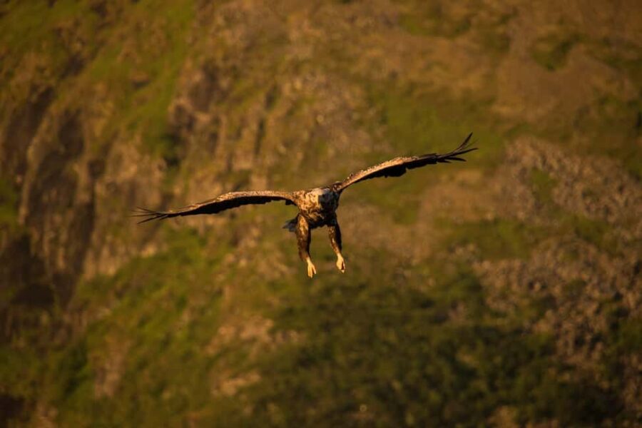 Sea Eagle/Nature Safari - Starting Point at Dreyers gate 15 in Henningsvær