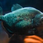 SEA LIFE Brighton Admission Ticket - Skip-the-Line Access for a Hassle-Free Entry