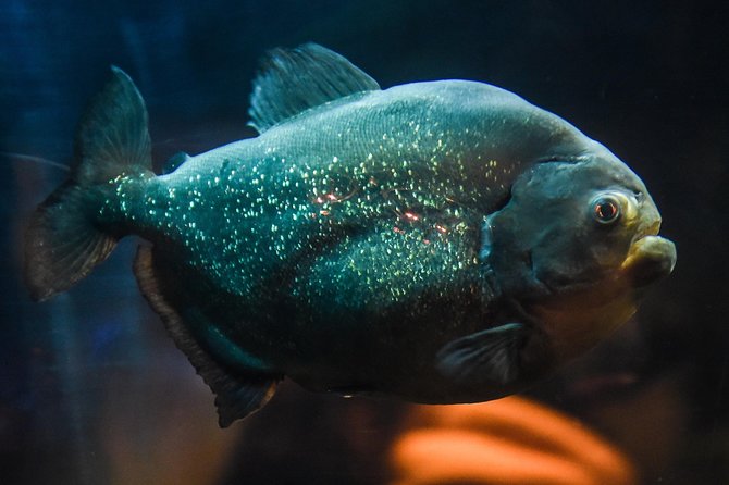 SEA LIFE Brighton Admission Ticket - Skip-the-Line Access for a Hassle-Free Entry