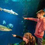 SEA LIFE Hannover Ticket - What Marine Life Can You Expect to See?