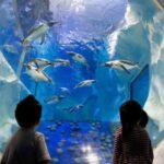 SEA LIFE Paris: Admission Ticket - Discover the Unique Zones of SEA LIFE Paris