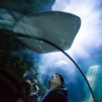 SEA LIFE Porto Full-Day Entrance Ticket - Walk Through the First Underwater Tunnel in Portugal