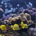 Sea Life Speyer Ticket - Entry Ticket and Admission Details