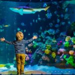 SEA LIFE Timmendorfer Strand Admission Ticket - Entrance and Location at Timmendorfer Strand