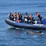 Sealife Sea Safari, Dolphin Watching with Marine Biologist's Lagos - The Boats: Speedy, Safe, and Family-Friendly