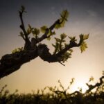 Semi Private Wine Tour of 2 wineries with Transfer and Lunch - Visiting Domaine Paterianakis and Lyrarakis