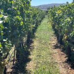 Semi-Private Wine Tour of 2 wineries with wine Tastings - Stepping Back in Time at Alagni