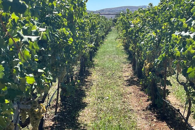 Semi-Private Wine Tour of 2 wineries with wine Tastings - Stepping Back in Time at Alagni